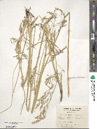 Deschampsia kingii image