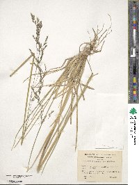 Deschampsia kingii image