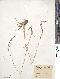 Deschampsia kingii image