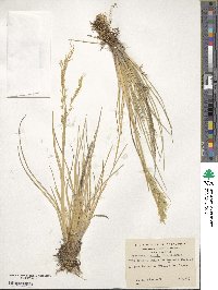 Deschampsia kingii image