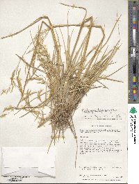 Deschampsia kingii image