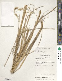 Deschampsia kingii image