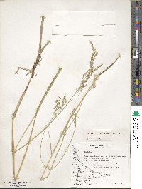 Deschampsia kingii image