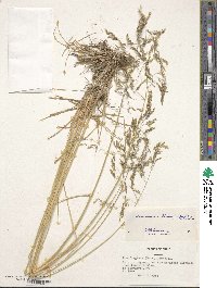 Deschampsia kingii image