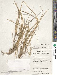 Deschampsia kingii image