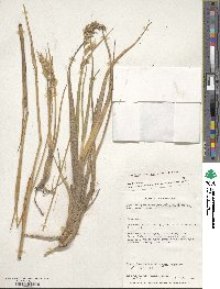 Deschampsia kingii image