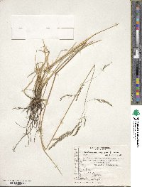 Deschampsia kingii image