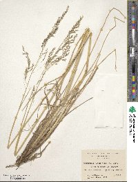 Deschampsia kingii image