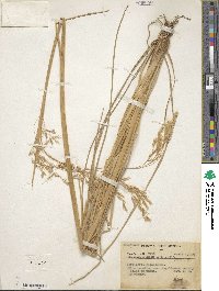 Deschampsia kingii image