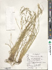 Deschampsia kingii image