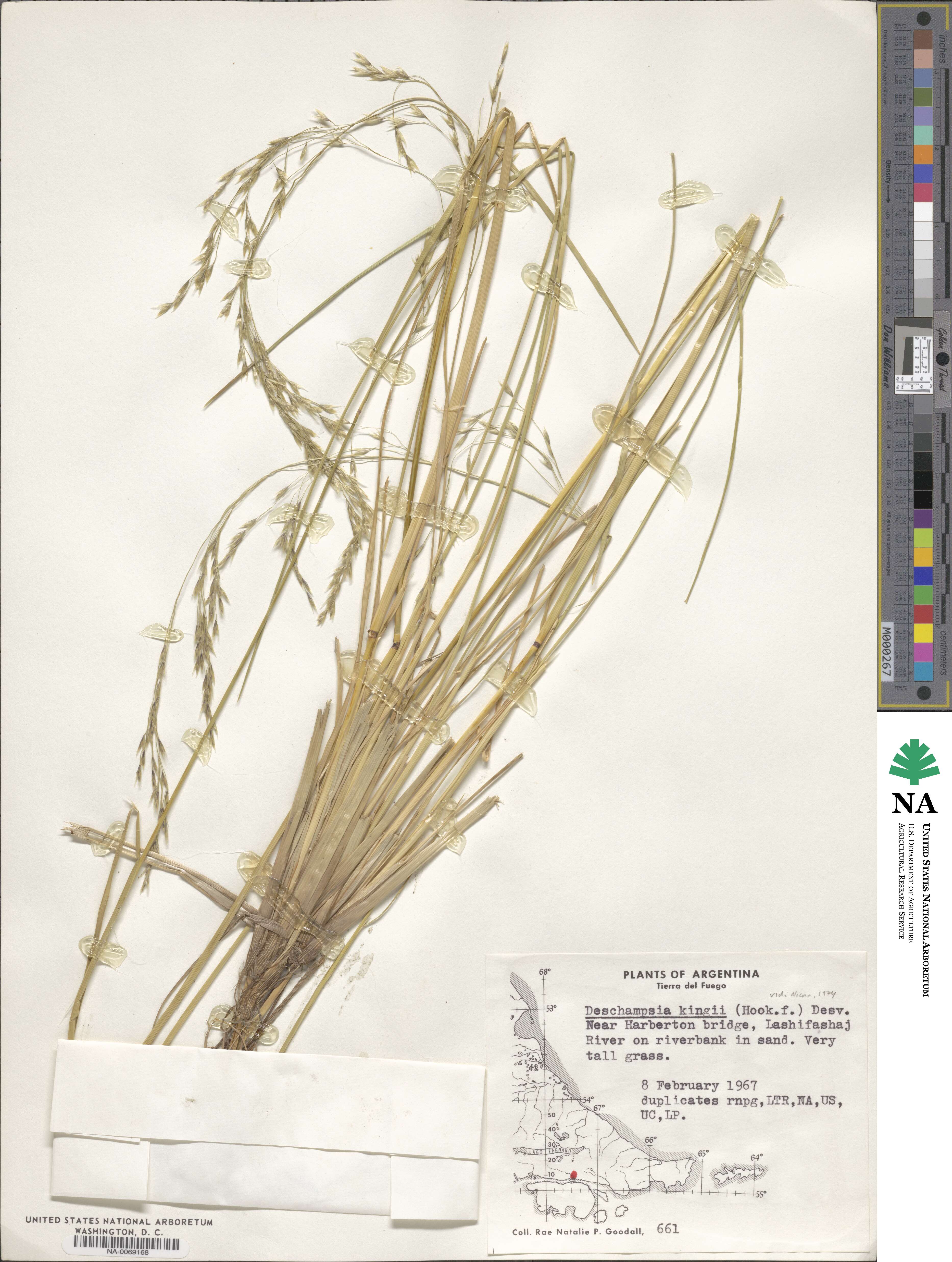 Deschampsia kingii image