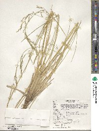 Deschampsia kingii image