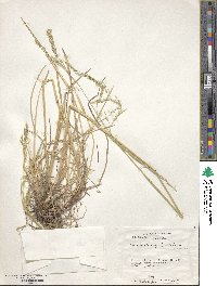 Deschampsia kingii image