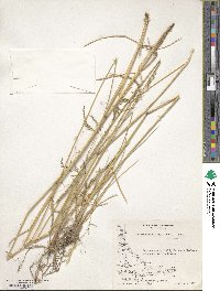 Deschampsia kingii image