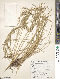 Deschampsia kingii image