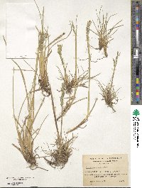 Image of Deschampsia laxa