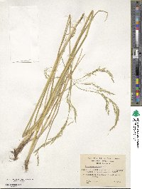 Deschampsia laxa image