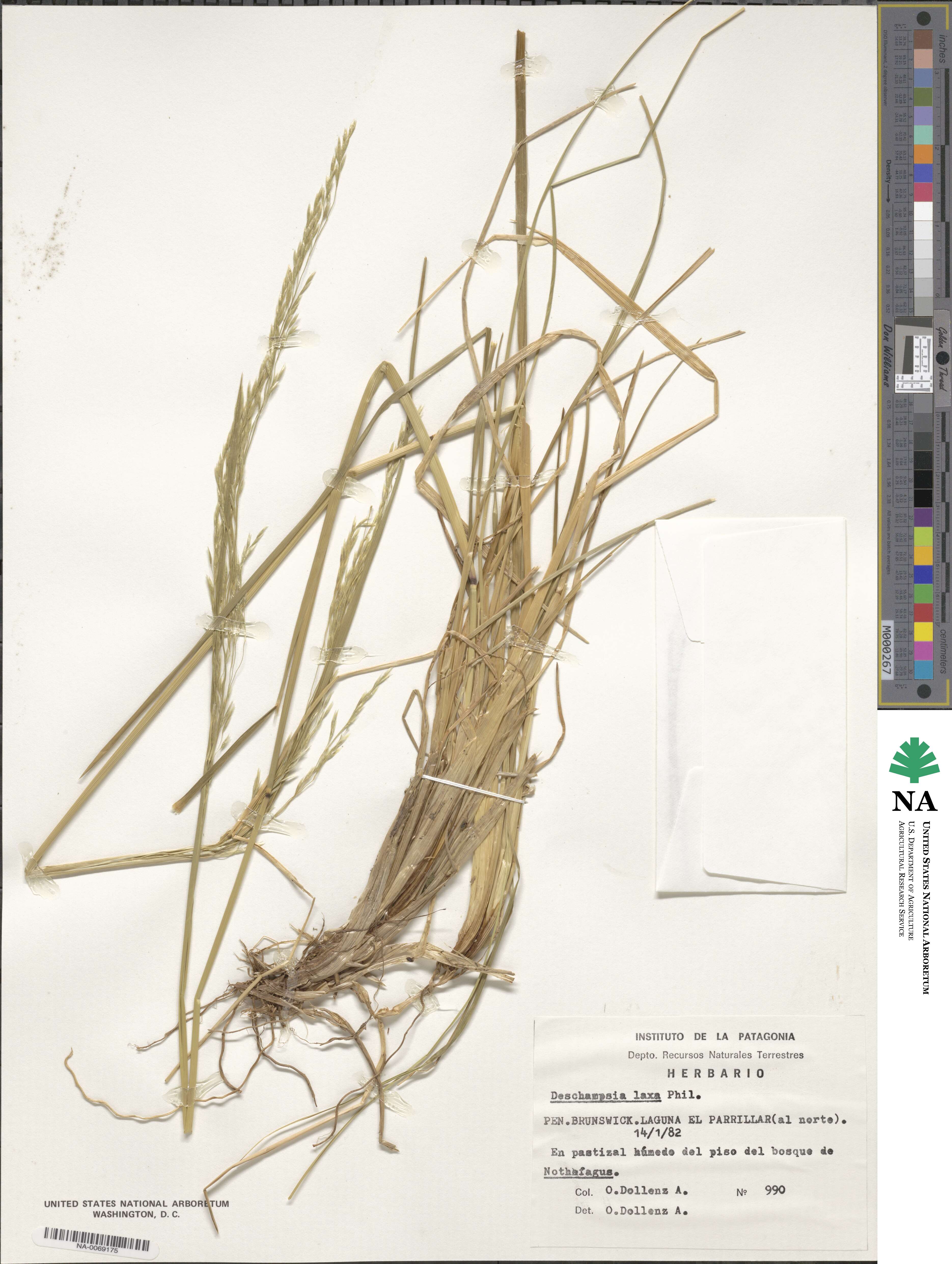 Deschampsia laxa image