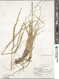 Deschampsia laxa image