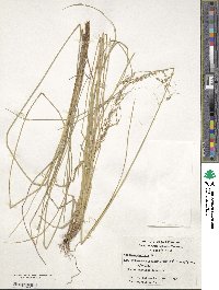 Deschampsia laxa image