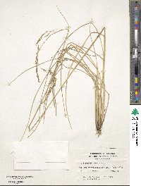 Deschampsia laxa image