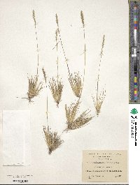 Deschampsia parvula image