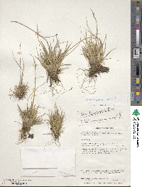 Poa darwiniana image