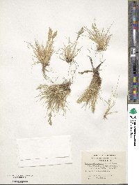 Deschampsia parvula image