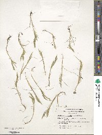 Deschampsia parvula image