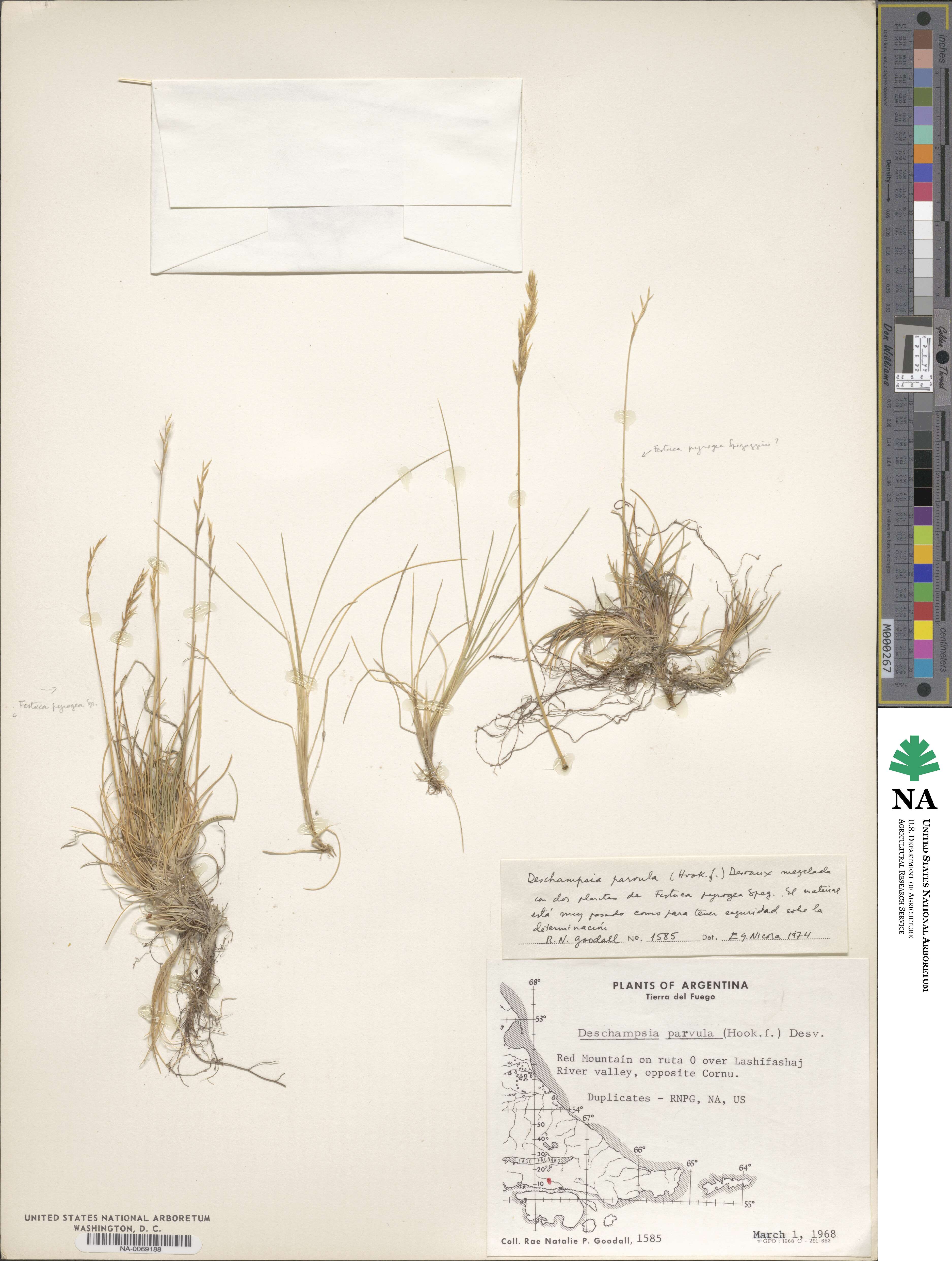 Deschampsia parvula image