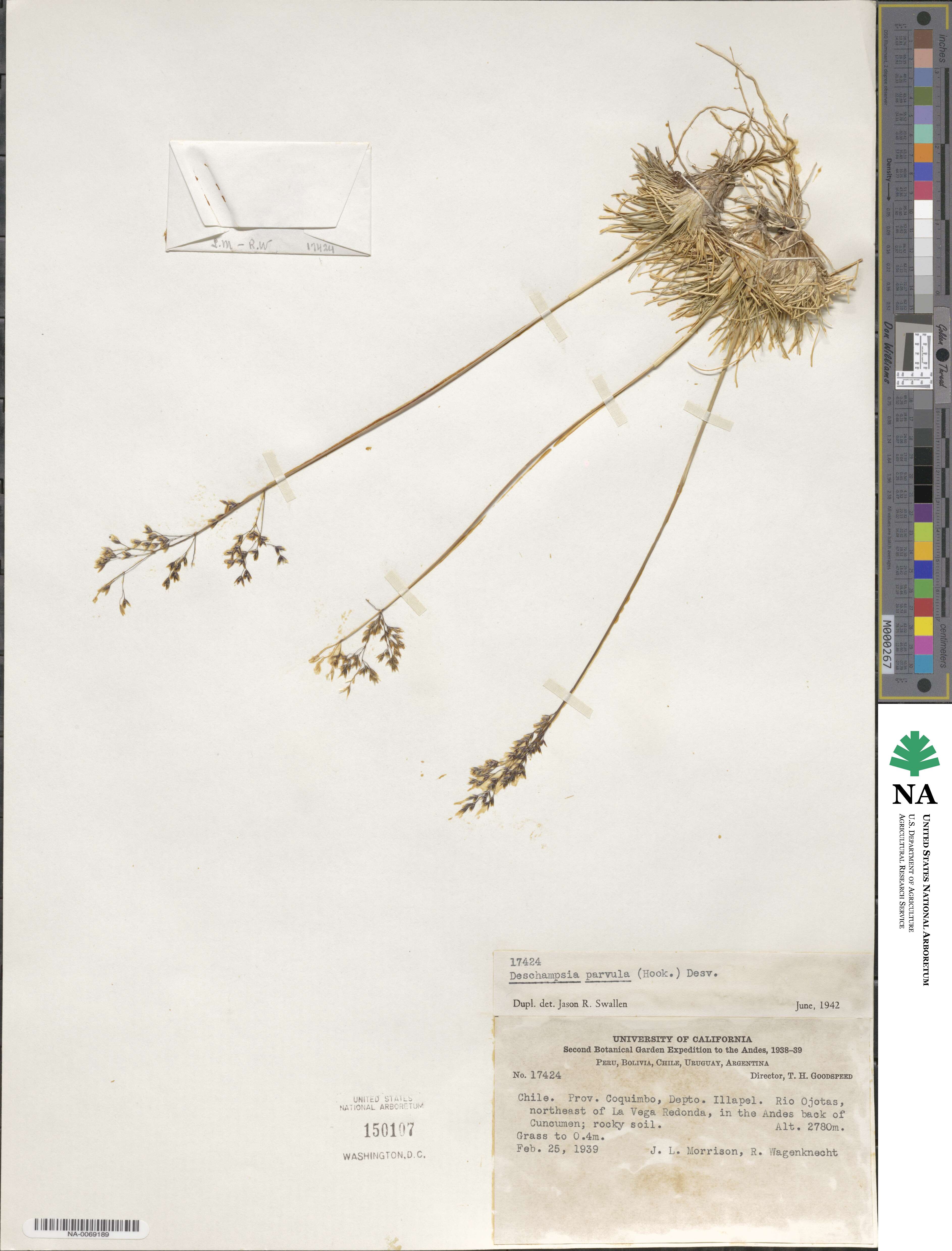 Deschampsia parvula image