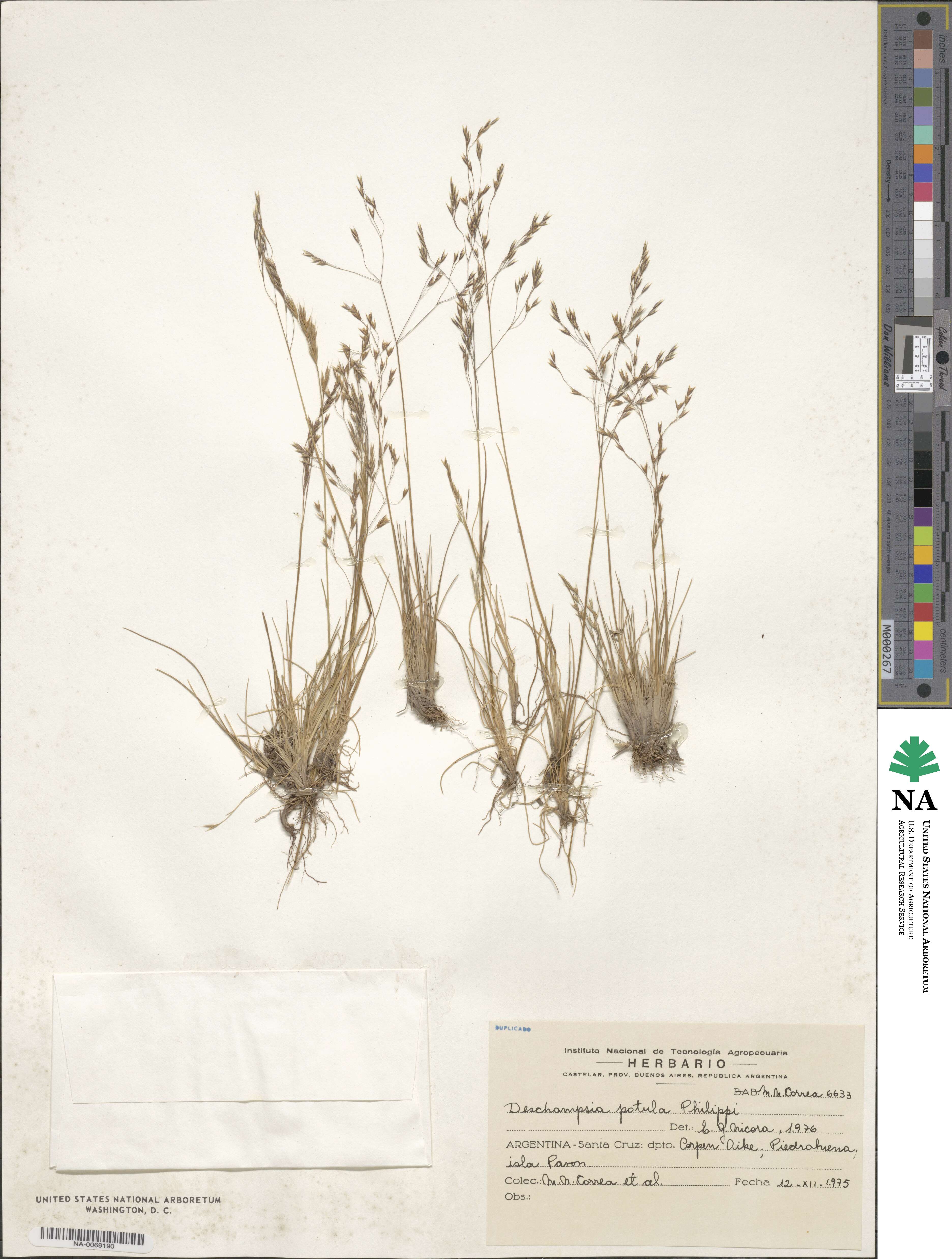 Deschampsia patula image