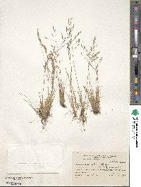 Deschampsia patula image