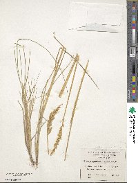 Calamagrostis stricta subsp. stricta image