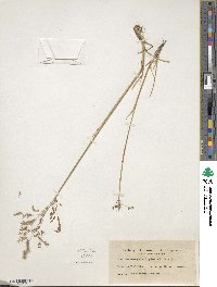 Deschampsia cespitosa image