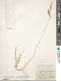 Deschampsia cespitosa subsp. cespitosa image