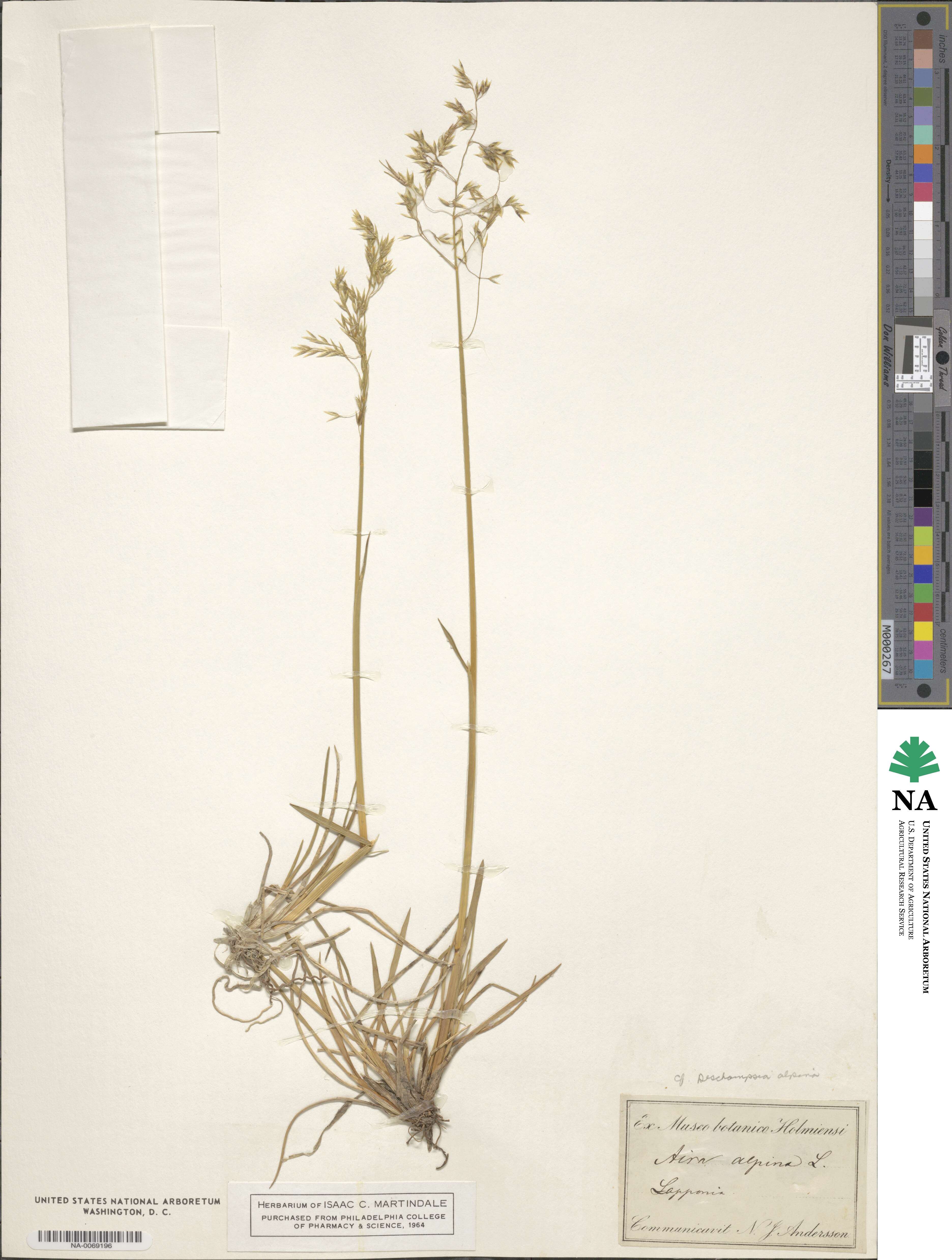 Deschampsia cespitosa subsp. cespitosa image