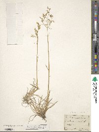 Deschampsia cespitosa image