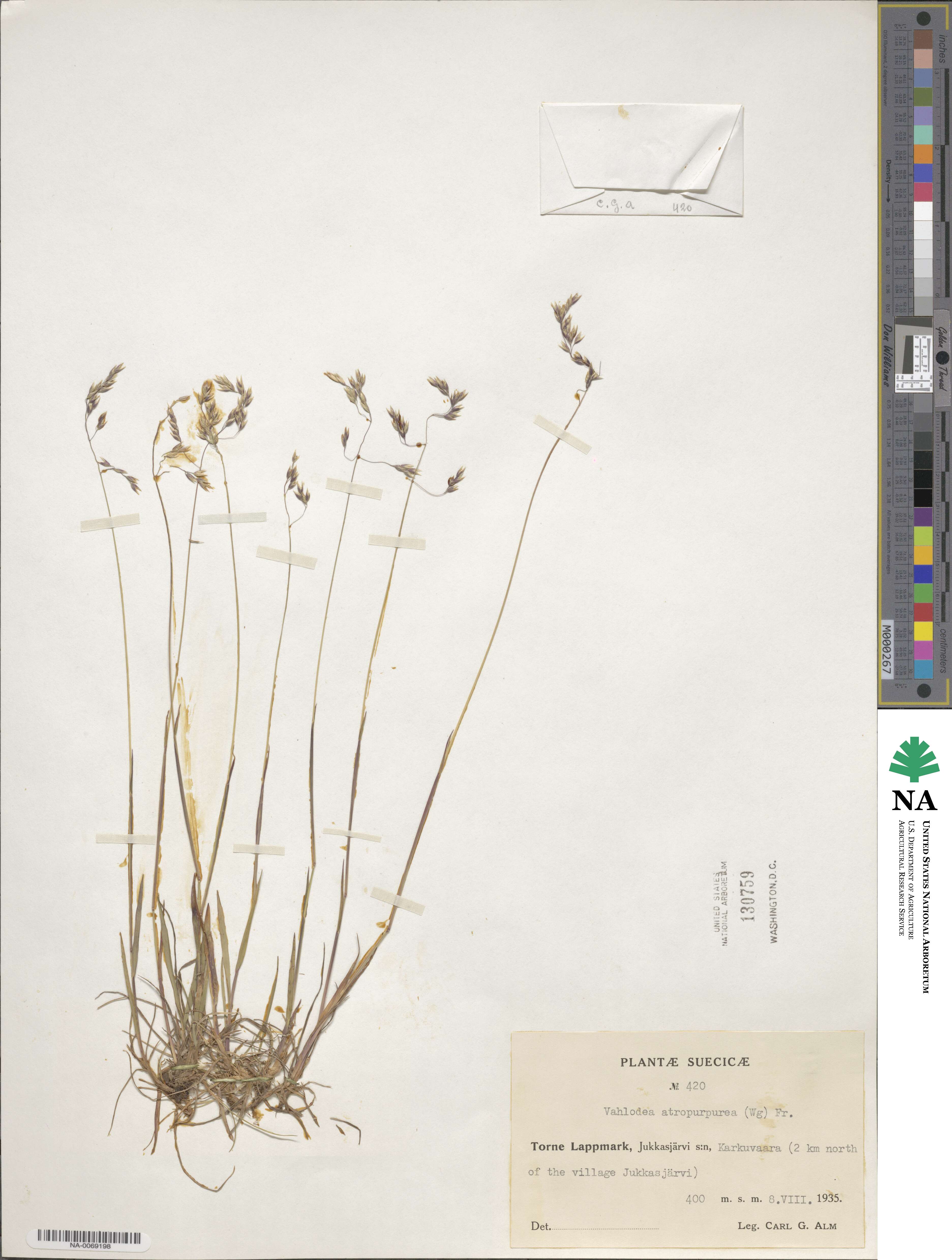 Vahlodea atropurpurea image