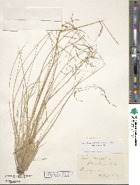 Deschampsia cespitosa image