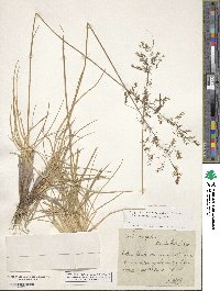 Deschampsia cespitosa image