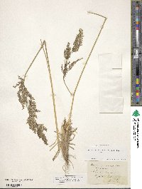 Deschampsia cespitosa image