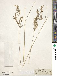 Deschampsia cespitosa image