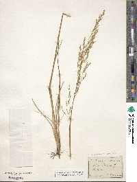 Deschampsia cespitosa image