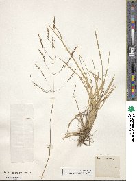 Deschampsia cespitosa image