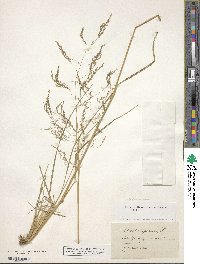 Deschampsia cespitosa image