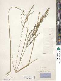 Deschampsia cespitosa image