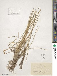 Deschampsia cespitosa image