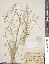 Deschampsia cespitosa image