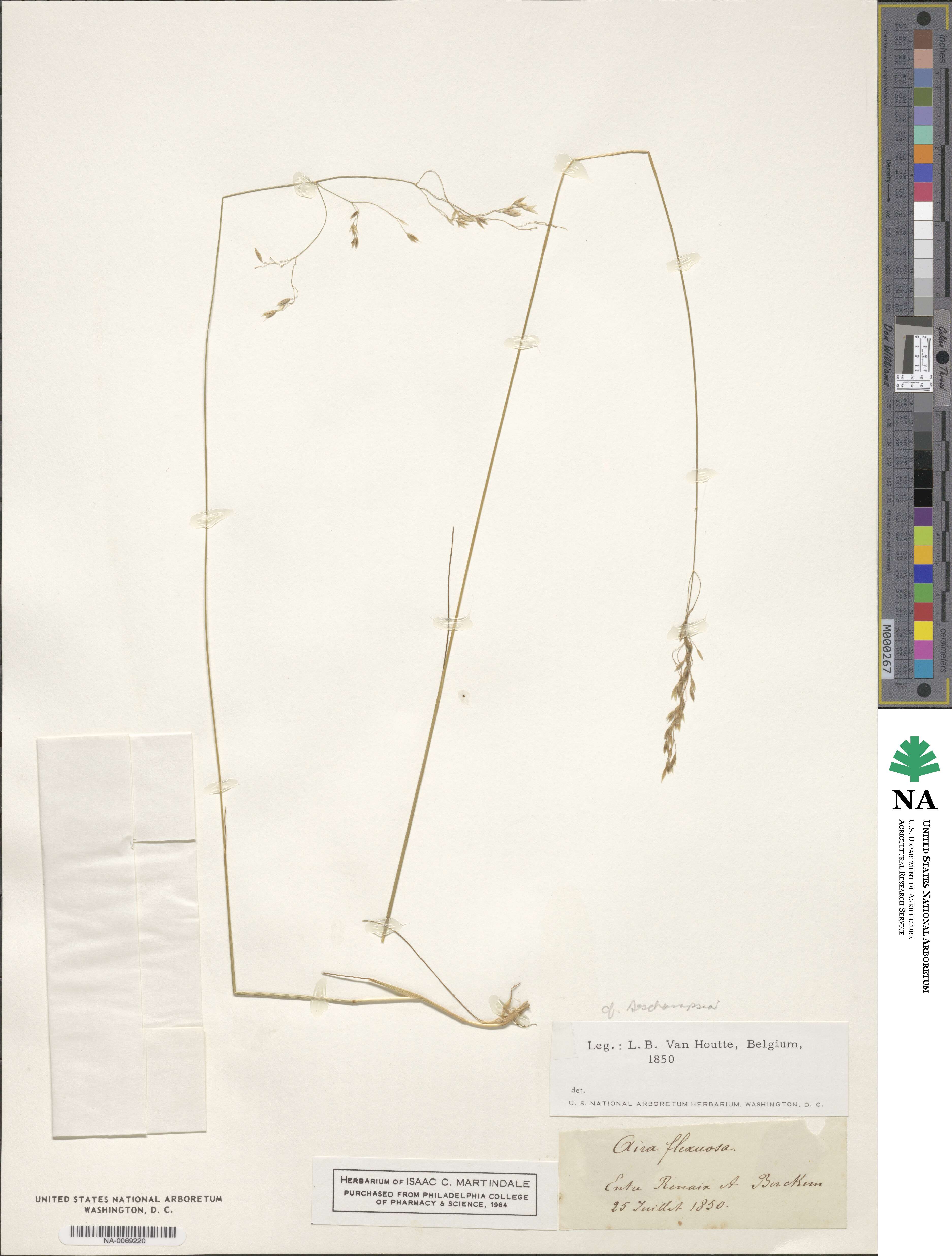 Avenella flexuosa image